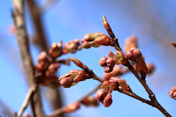 大きく膨らんできた蕾