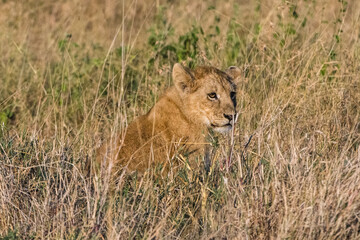 jeune lion dans la réserve de Sérengeti en Tanzanie
