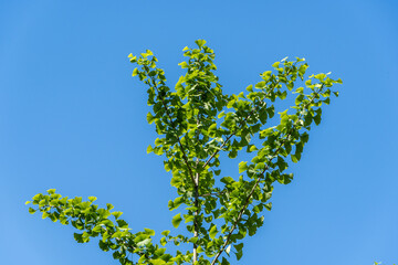 Dinosaur deoeva leaves glow against blue spring sky. Selective close-up. Branch with bright green new leaves grows on ginkgo tree (Ginkgo biloba). Fresh wallpaper nature concept.