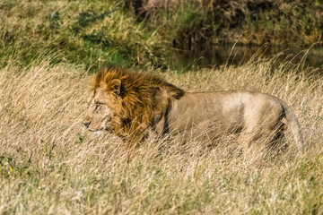 lion dans la réserve de Sérengeti en Tanzanie