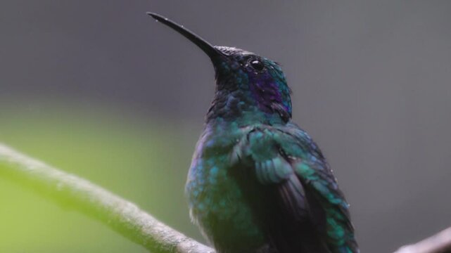 Tropischer Kolibri im Monteverde Nebelwald &ndash; Berg-Veilchenohrkolibri pflegt sein Gefieder
