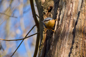 Fototapeta premium Eurasian nuthatch or wood nuthatch perching on a tree trunk close-up
