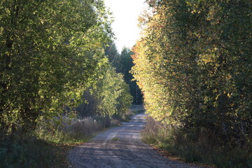 old dirt road in autumn forest on a sunny day