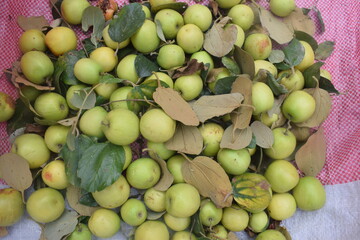 Indian jujubes in basket on table.Chinese date.Fresh jujubes. Fresh and delicious Indian jujube fruit with cut pulp. jujube fruits on a tree on a background of green leaves .Ziziphus mauritiana, also 