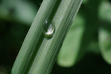 Drop of water on leaf in the forest
