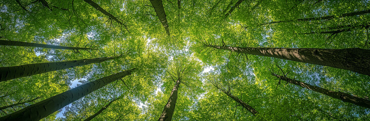 장성한 나무들로 숲을 만든곳을 아래서 위를 올려 보는 모습, 푸른 풍경 모습, 여름 자연 풍경. A view looking up from below of a forest of mature trees, a green landscape, a summer natural landscape.