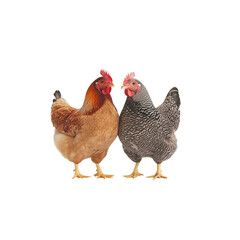 Chickens Isolated background
