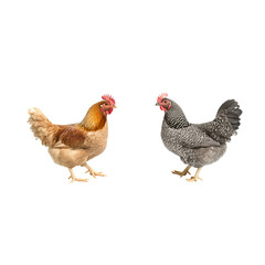 Fototapeta premium Chickens Isolated background