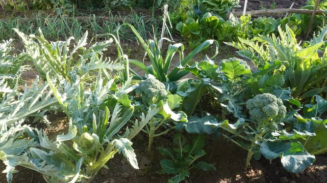 Video of an organic urban garden. Different vegetables planted at dusk with the sun's rays. Sustainability at home