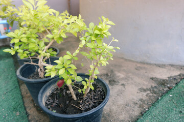 Golden Dewdrop tree planted in a black pot
