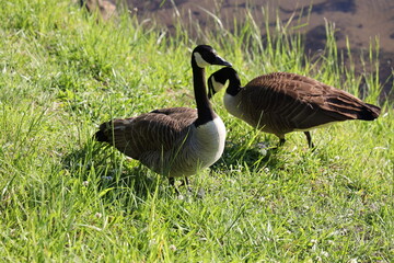 canada goose branta canadensis