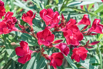 Go to Page
|12345...40Next
Vibrant red oleander flowers, also known as Nerium oleander, growing in...