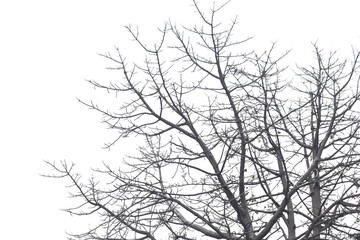 dry tree barch, collection of Leafless tree isolated on white background. clipping path, Dead tree 