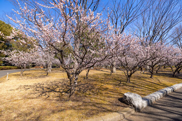 亀戸中央公園(B地区)の梅園