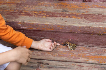 Boy in countryside meets frog for first time. Close-up of hands