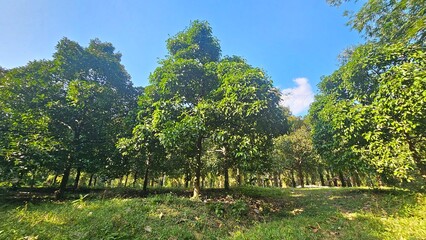 Naklejka premium A serene Orchard Garden Mangosteen scene bathed in sunlight. The majestic trees create a natural canopy.