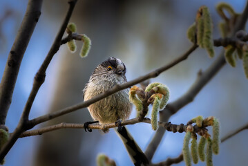 Obraz premium Long-tailed Tit perched in a tree in the morning light