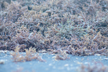 dried seaweed, close-up shot of dried seaweed by the sea	
