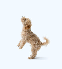 Happy Poodle standing on its hind legs