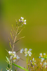 thale cress in the morning light