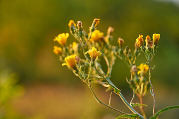 Yellow Wildflowers at Sunset