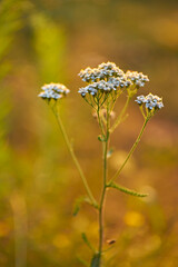Achillea millefolium (Yarrow)