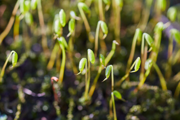 Moss Sporophytes in Sunlight