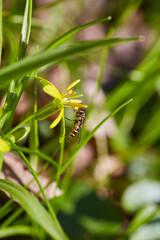 Hoverfly on Yellow Flower