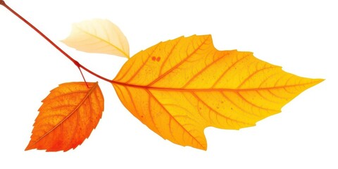 Fototapeta premium Single autumn leaf isolated on white background, isolated, high resolution