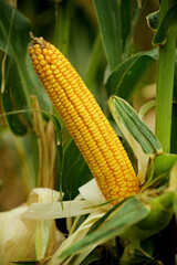 ripe corn in the field