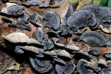 群生する起毛した青褐色のカワラタケキノコ群