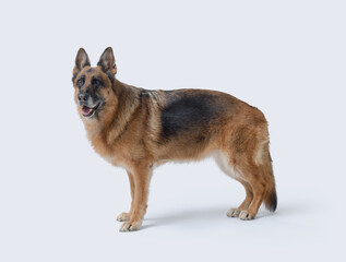 Senior female German Sheperd side view
