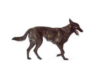 Dutch Sheperd standing side view