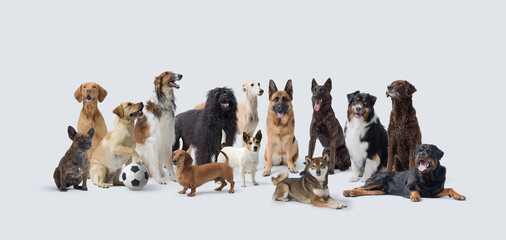Large group of different dogs