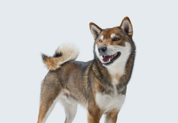 Cute Japanese Shiba Inu dog