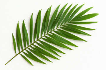Obraz premium A vibrant green palm leaf on a white background, symbolizing tropical beauty. isolated on white background.