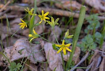 Flower of Gagea lutea, the yellow star-of-Bethlehem
