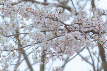 cherry tree in bloom