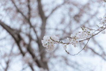 cherry blossom in spring