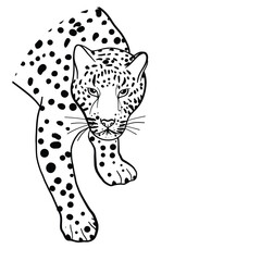 vector illustration of a silhouette of a leopard 