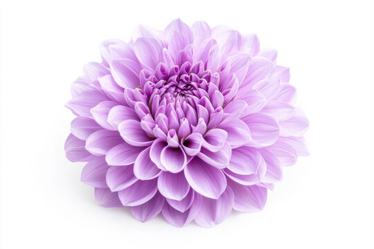 Beautiful purple dahlia flower showcasing intricate petals and vibrant color. isolated on white background.