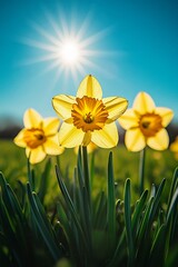 Fototapeta premium Vibrant Yellow Daffodils in Bloom, Blue Sky and Bright Sunshine. Spring or Summer Floral Background