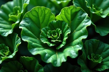 Fototapeta premium Deep green kale leaves artfully arranged in heart shape , background, nutrition