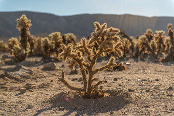 United States Joshua Tree National Park