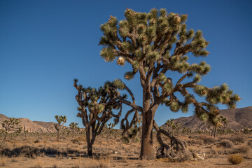 United States Joshua Tree National Park
