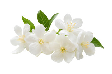 Obraz premium White flowers of jasmine, isolated background