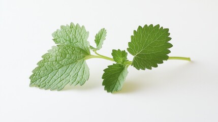 Elegant sprig of vibrant green lemon balm herb on a light backdrop
