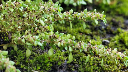 Close-Up of Lush Green Moss in Nature.  Wet moss after rain.