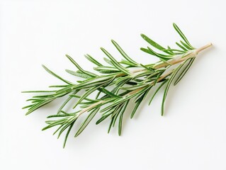 Fototapeta premium Aromatic rosemary sprig showcased on a pristine white canvas background