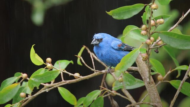Indigofink in seiner nat&uuml;rlichen Umgebung &ndash; Tropischer Singvogel Costarica